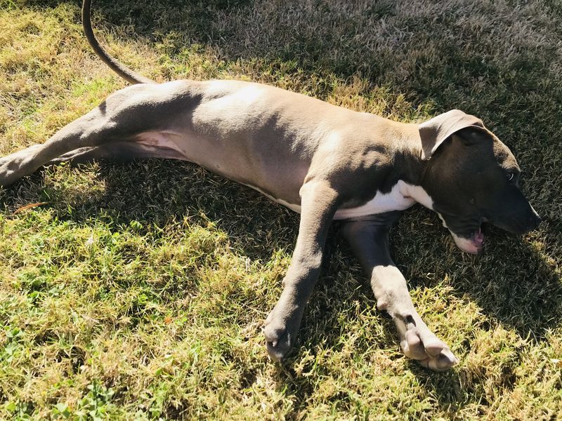 Betty stretched out on her side, sunbathing on the grass