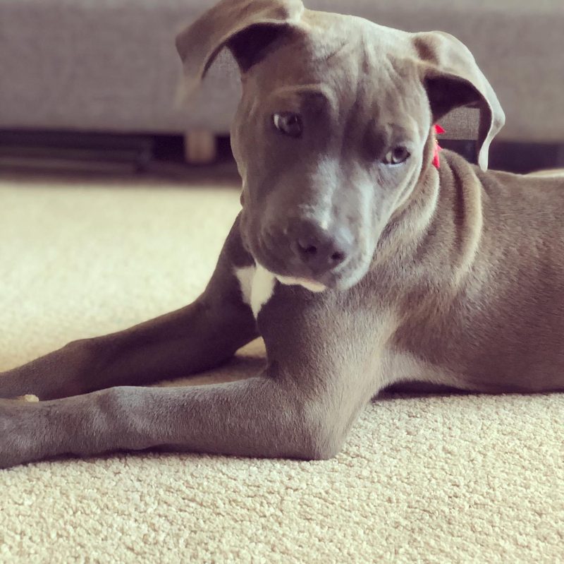 Close-up of Betty, a gray pit mix, lying on carpet with her head tilted