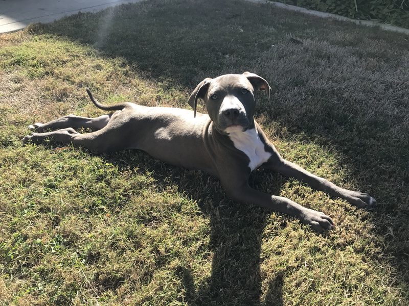 Betty, a gray pit mix with a white chest, lying on sunny grass and looking at the camera