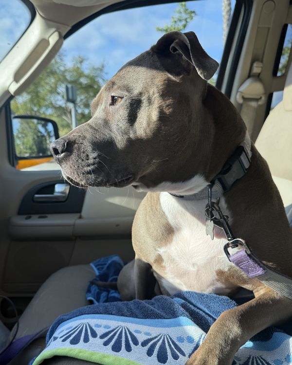Betty in the passenger seat looking out the car window, collar and leash on